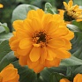 Цинния изящная (Zinnia elegans)