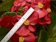 Бегония гибридная (зеленая листва) (Tophat F1)