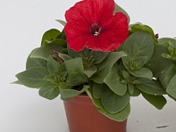 Петуния многоцветковая (генетически компактная) (Espresso F1)