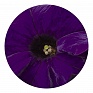 Петуния крупноцветковая (Petunia grandiflora)