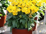 Лакфиоль Чери (Bounty F1)