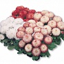 Маргаритка многолетняя (Bellis perennis)