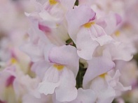 Львиный зев (Антирринум) большой (Snapshot F1)