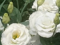 Лизиантус (Эустома) крупноцветковый (Arena F1)