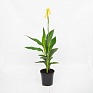 Канна садовая (Canna generalis)