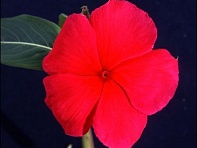 Катарантус розовый (Ocean F1)