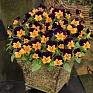 Виола рогатая (Viola cornuta)