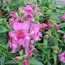 Львиный зев (Антирринум) большой (Antirrhinum majus)