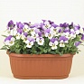 Виола рогатая (Viola cornuta)
