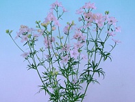 Дельфиниум китайский (Energy F1)