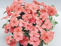 Бальзамин Уоллера (Balance F1)