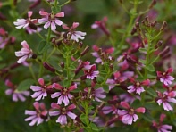 Куфея ветвистая (Pink Shimmer)