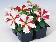 Петуния крупноцветковая (Tango F1)