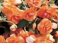 Бегония клубневая махровая ампельная (Sun Dancer F1)