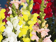 Львиный зев (Антирринум) большой (Arrow F1)