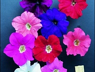Петуния крупноцветковая (Donna F1)