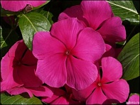 Катарантус розовый (Riviera F1)