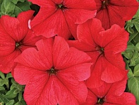 Петуния крупноцветковая (Чехия) (Laska F1)