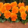 Виола рогатая (Viola cornuta)