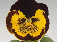 Виола виттрока