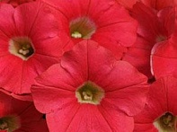 Петуния ампельная гибридная