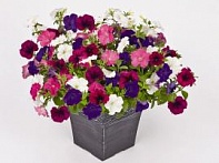 Петуния ампельная гибридная