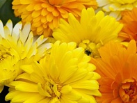 Календула лекарственная (Costa)