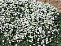 Мшанка шиловидная (Dubliner)