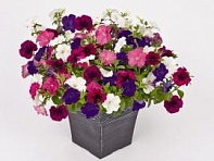 Петуния ампельная гибридная (Success! TR F1)