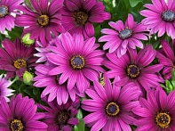 Остеоспермум Эклона