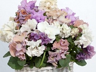 Виола Виттрока (Sweet Pea F1)