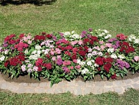 Пентас ланцетовидный (Graffiti F1)