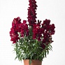 Львиный зев (Антирринум) большой (Antirrhinum majus)