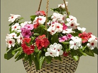 Катарантус розовый (Riviera F1)