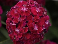 Гвоздика турецкая (Sweet F1)