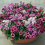 Гвоздика гибридная (Dianthus interspecific)