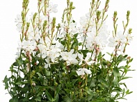 Гаура Линдхеймера