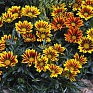 Гацания жестковатая (Gazania rigens)
