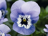 Виола рогатая (Penny F1) Виола рогатая (Penny F1)