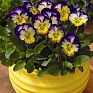 Виола рогатая (Viola cornuta)