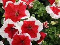 Петуния крупноцветковая (генетически компактная) (Limbo GP F1)