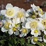 Морозник черный (Helleborus niger)