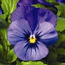 Виола рогатая (Viola cornuta) Виола рогатая (Viola cornuta)