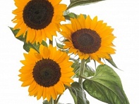 Подсолнечник летний (Premier F1)