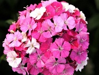 Гвоздика турецкая (Amazon F1)