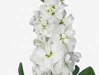 Левкой седой (Mathilda) Левкой седой (Mathilda)