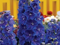 Дельфиниум высокий (Guardian F1)