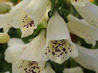 Наперстянка пурпурная (Dalmatian)