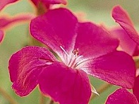 Пеларгония плющелистная