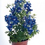 Дельфиниум крупноцветковый (Delphinium grandiflorum)